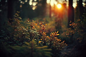 valtiel-beautiful-forest-sun-peeking-light-behind-trees-sunset-53766610-fa2d-4920-a75f-c00ee1d6b694-63f3fa31a906f